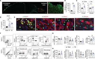 IL-33/ST2 Axis Protects Against Traumatic Brain Injury Through Enhancing the Function of Regulatory T Cells